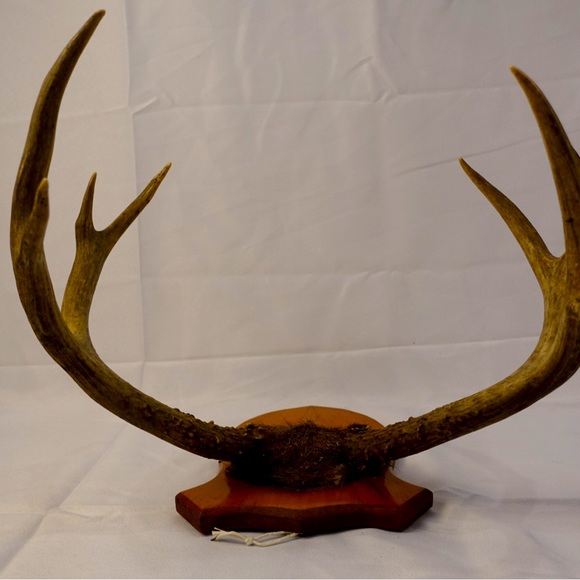 Real Deer Antlers wall deco - Picture 5 of 6